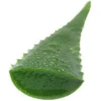 Aloe Leaves
