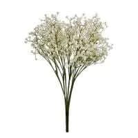 Baby's Breath