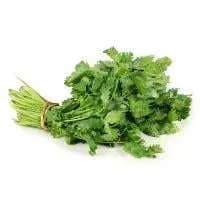 Cilantro Fresh
