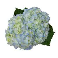 D.I.Y. Blue Hydrangeas