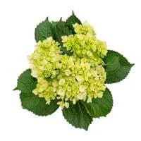 D.I.Y. Green Hydrangeas