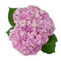 D.I.Y. Pink Hydrangeas