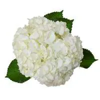 D.I.Y. White Hydrangeas