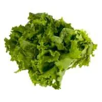 Green Leaf Lettuce
