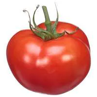 Hydroponic Tomatoes