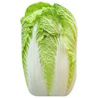 Napa Cabbage