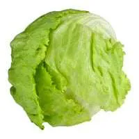 Organic Iceberg Lettuce
