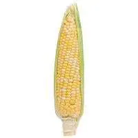 Untrimmed Sweet Corn