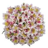Alstroemeria (Assorted Colors)