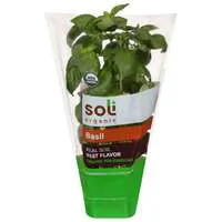 Soli Organic Basil Plant in Soil