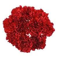 Stop & Shop Carnations (Colors May Vary)
